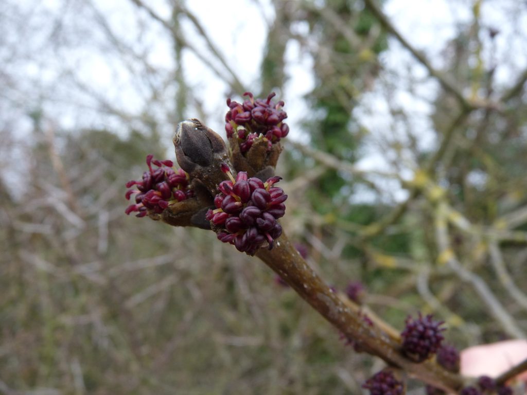 Photographie d Orme champêtre ulmus minor ulmacées réalisée par Denis